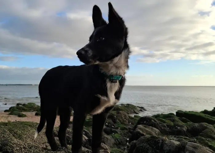 Parentale Entre Parc Et Ubytování v soukromí Saint-Nazaire (Loire-Atlantique)